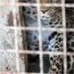 В зоопарке Бердянска родились леопардята (фотографии + текст)