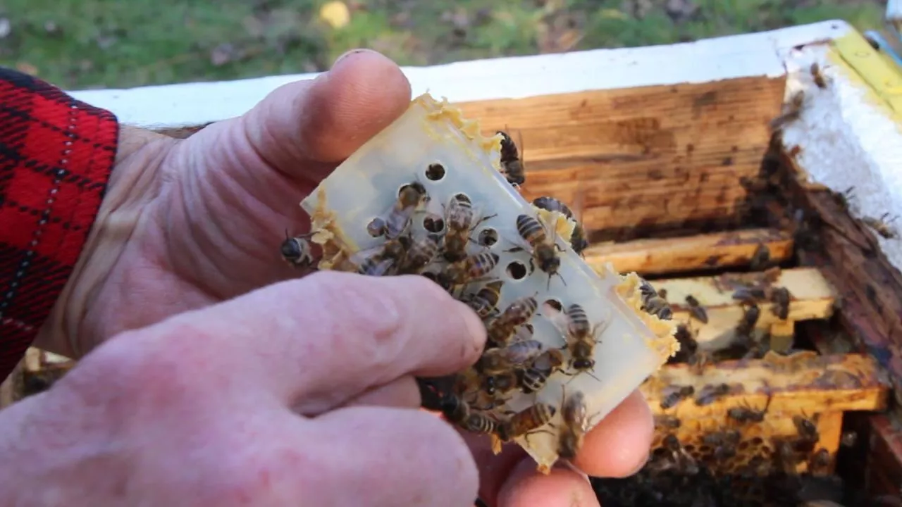 Зачем необходимы изоляторы для маток в пчеловодстве?
