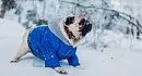 Что выбрать из одежды для вашей собаки на холодный сезон