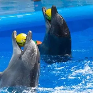 Фоторепортаж: в Бердянске открылся один из самых крупных дельфинариев в Украине