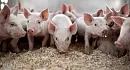 Чем кормить свиней в домашних условиях?