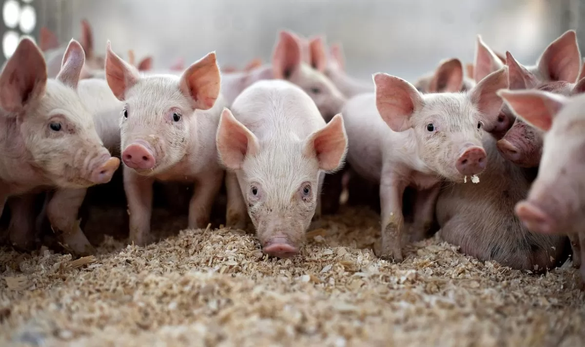 Чем кормить свиней в домашних условиях?