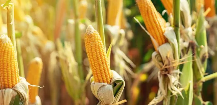 Украина вошла в тройку мировых экспортеров кукурузы