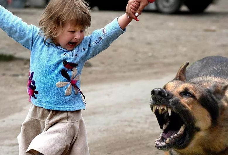 В Бердянске бездомная собака укусила трехлетнюю девочку за лицо