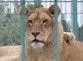 В бердянском зоопарке появятся улицы имени животных (текст + фото + видео)