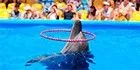 Не выгодный для Бердянска дельфинарий хочет остаться еще на 49 лет