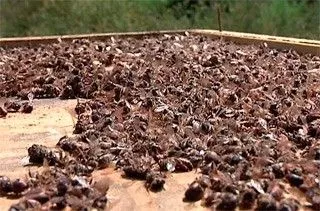 Гибель бердянских пчел расследуют прокурорские чины