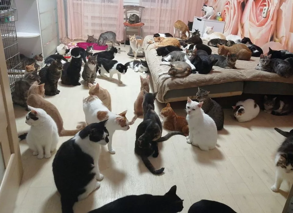 Квартира в окупованому Бердянську стала прихистком для 170 котів