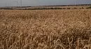 Підрив росією Каховської ГЕС спричинив зростання цін у світі на пшеницю, кукурудзу та овес