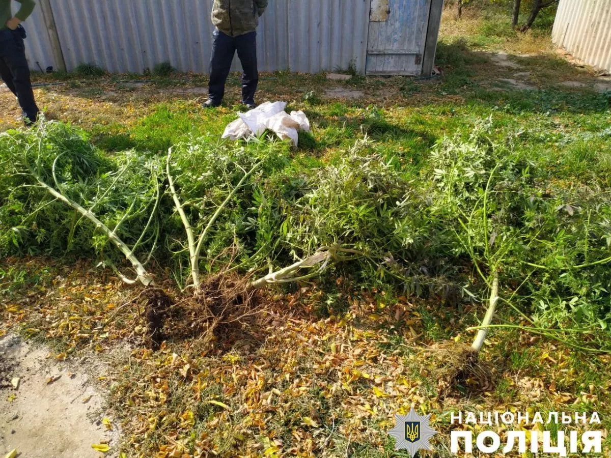 У Приморську співробітники поліції викрили чоловіка, який займався вирощуванням нарковмісних рослин