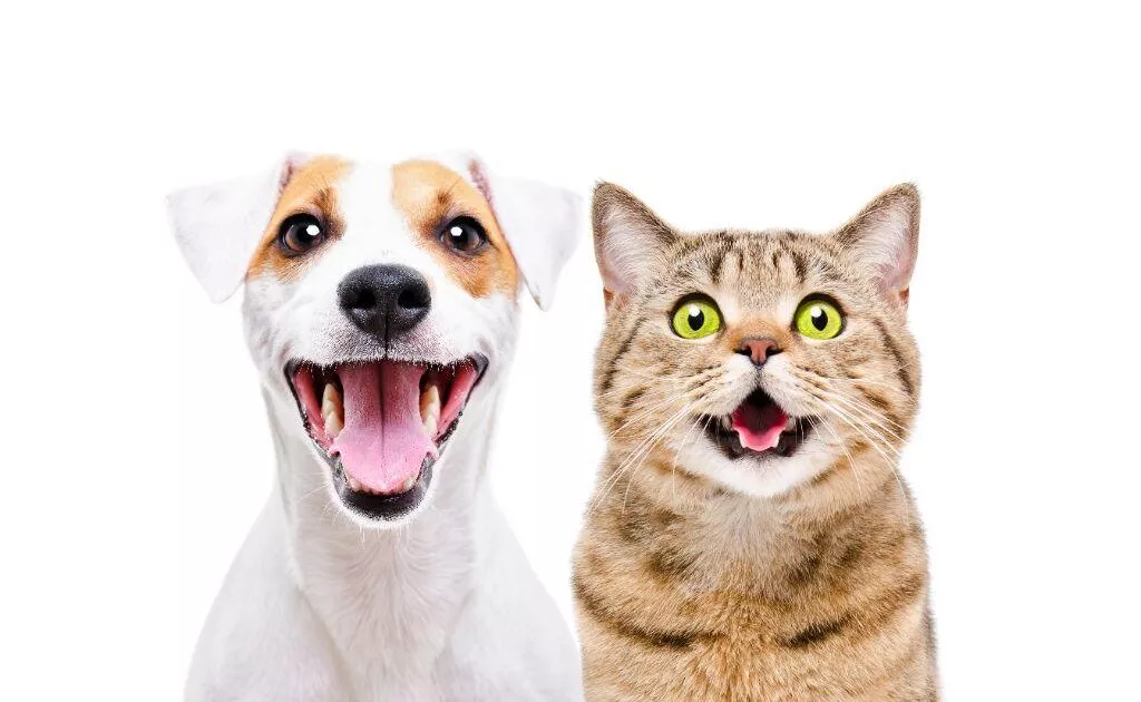 Аллергия у собак и котов: причины, признаки, лечение