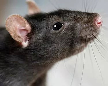 Как избавится от мышей и крыс на даче