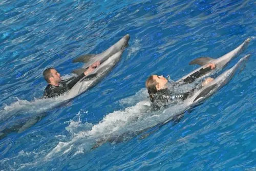 катание с дельфинами