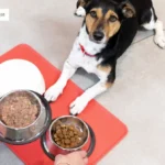 собачий корм