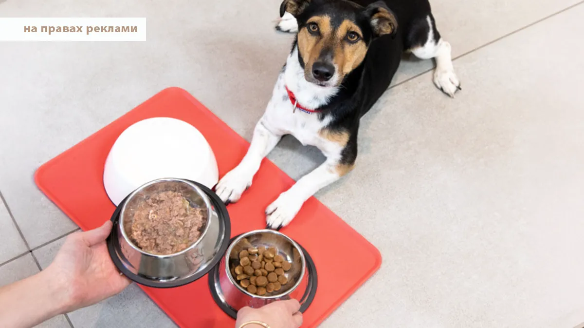 собачий корм