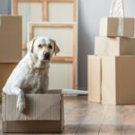 Чи складно ВПО орендувати квартиру з тваринами - опитування