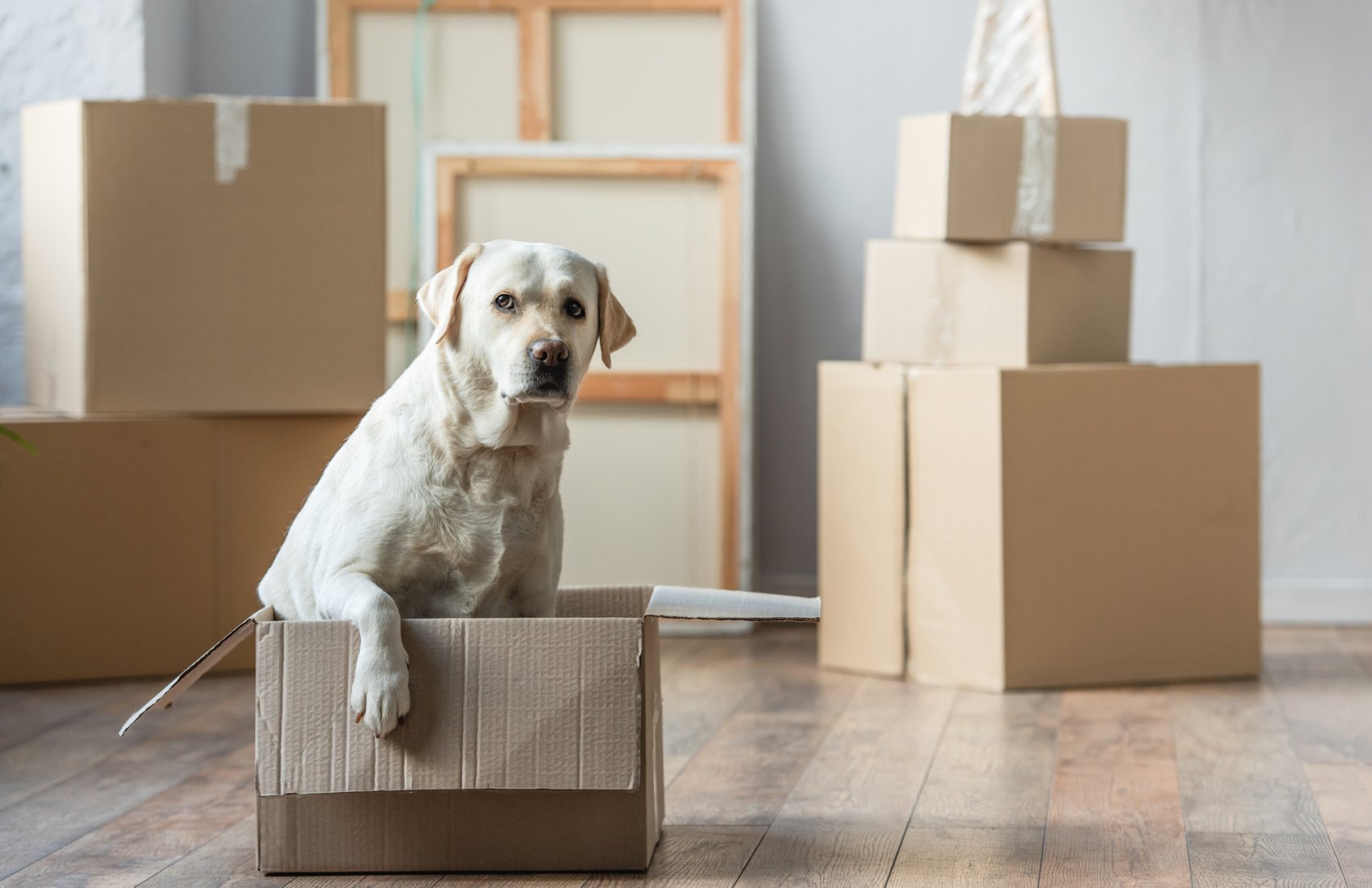 Чи складно ВПО орендувати квартиру з тваринами - опитування Чи складно ВПО орендувати квартиру з тваринами - опитування