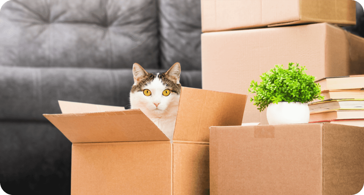 Скільки разів бердянці переїздили під час війни - опитування