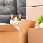 Скільки разів бердянці переїздили під час війни - опитування