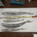 Вилучена риба (Фото: окупаційний слідчий комітет Запорізької області)