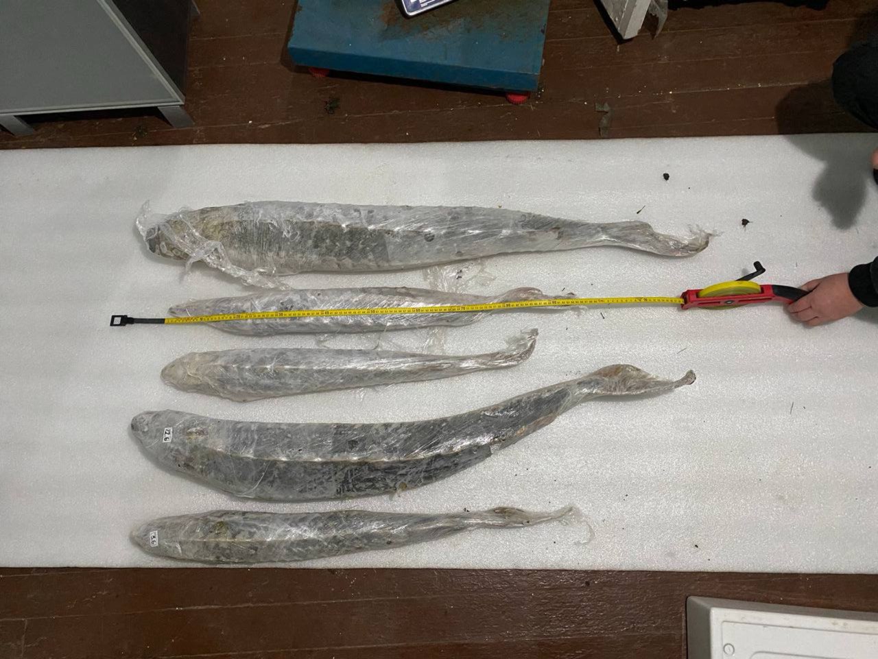 Вилучена риба (Фото: окупаційний слідчий комітет Запорізької області)