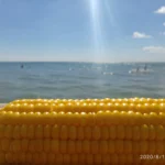 Запах моря, смажені бички та червнева черешня. Без яких традицій бердянці не уявляють початку літа